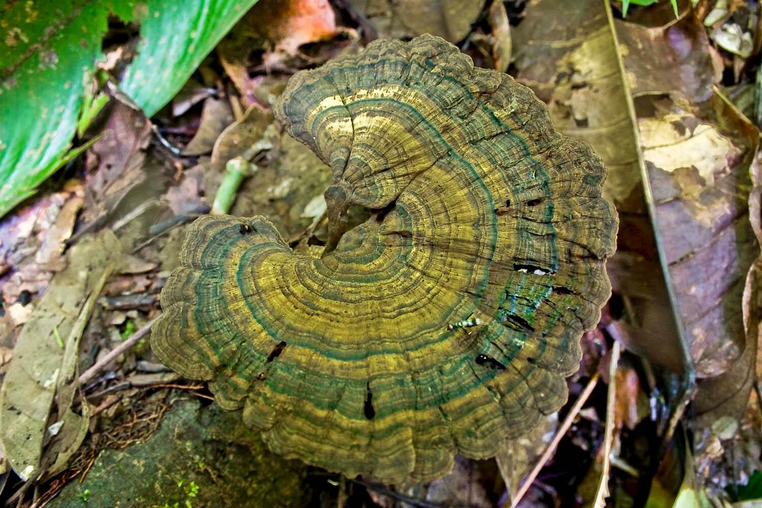 AMAZONAS 10_selva galeria_MG_3339.jpg
